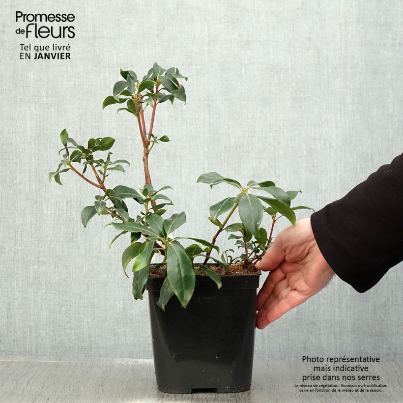 Kalmia latifolia Zebulon 3L/4L pot sample as delivered in winter