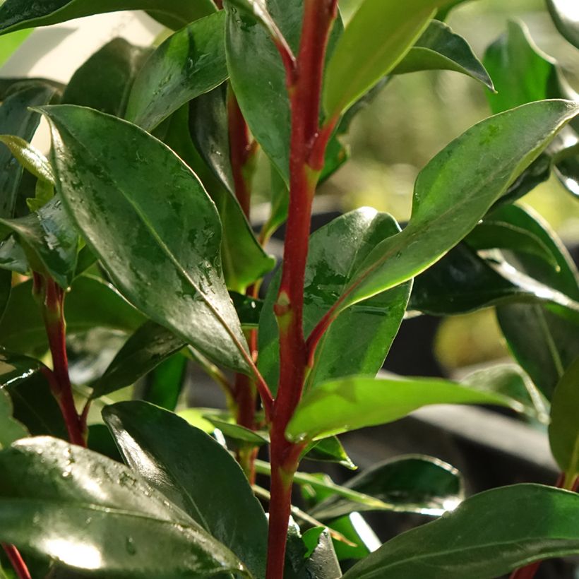 Kalmia latifolia Zebulon (Foliage)