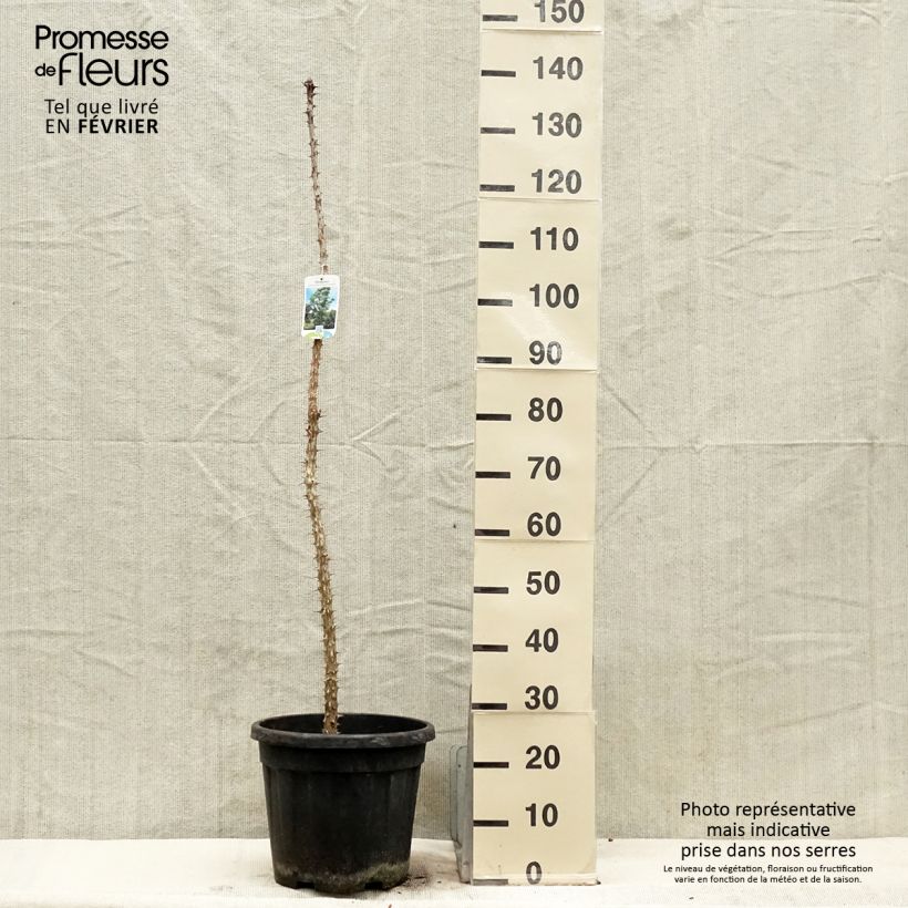 Kalopanax septemlobus Maximowiczii 7.5L/10L pot sample as delivered in winter