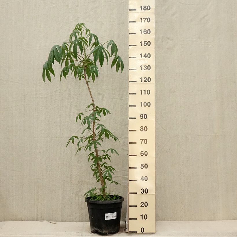 Kalopanax septemlobus Maximowiczii 7.5L/10L pot sample as delivered in spring