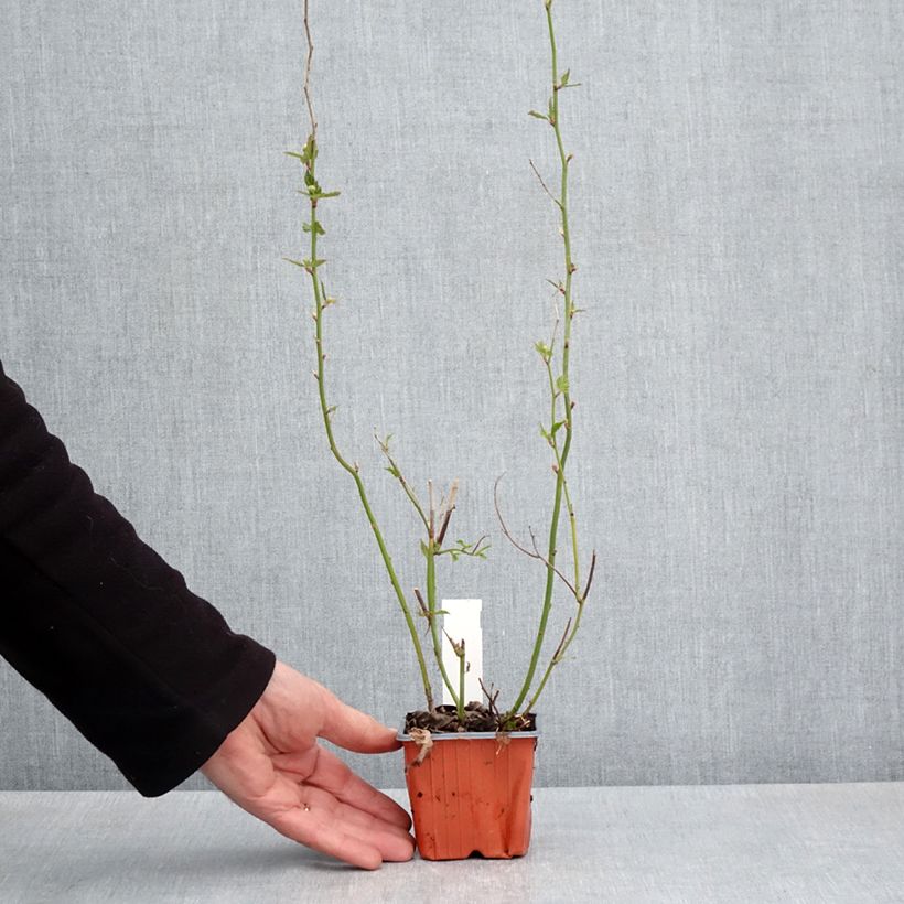 Kerria japonica  8/9 cm pot sample as delivered in spring