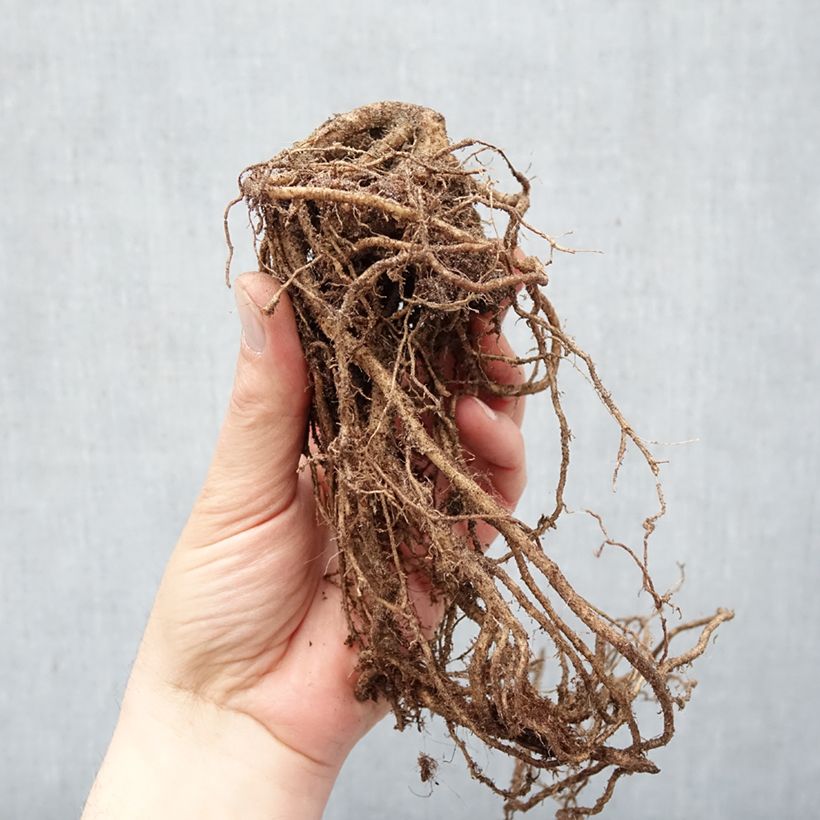 Kirengeshoma palmata Bare root sample as delivered in winter