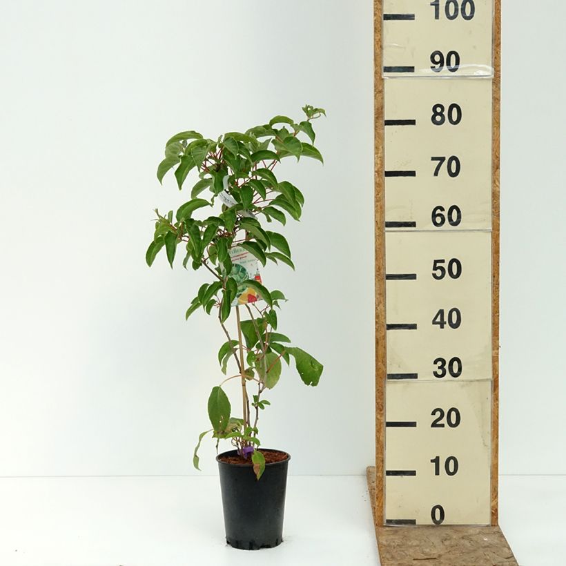 Actinidia arguta Fresh Jumbo 2L/3L pot sample as delivered in summer