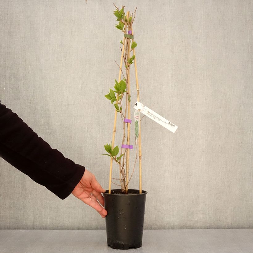 Actinidia arguta Fresh Jumbo 2L/3L pot sample as delivered in spring