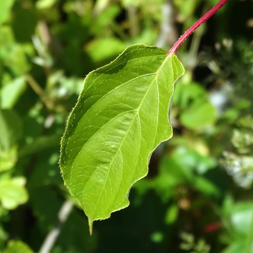 Actinidia arguta Romeo (Foliage)