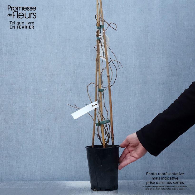 Actinidia arguta Romeo 2L/3L pot sample as delivered in winter