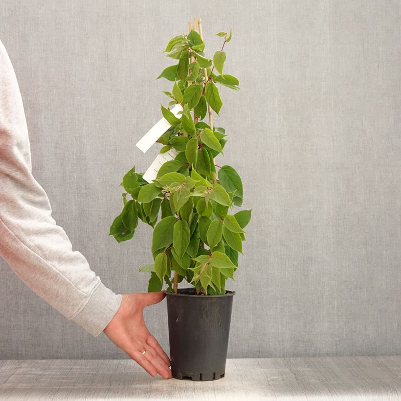 Actinidia arguta Romeo 2L/3L pot sample as delivered in spring