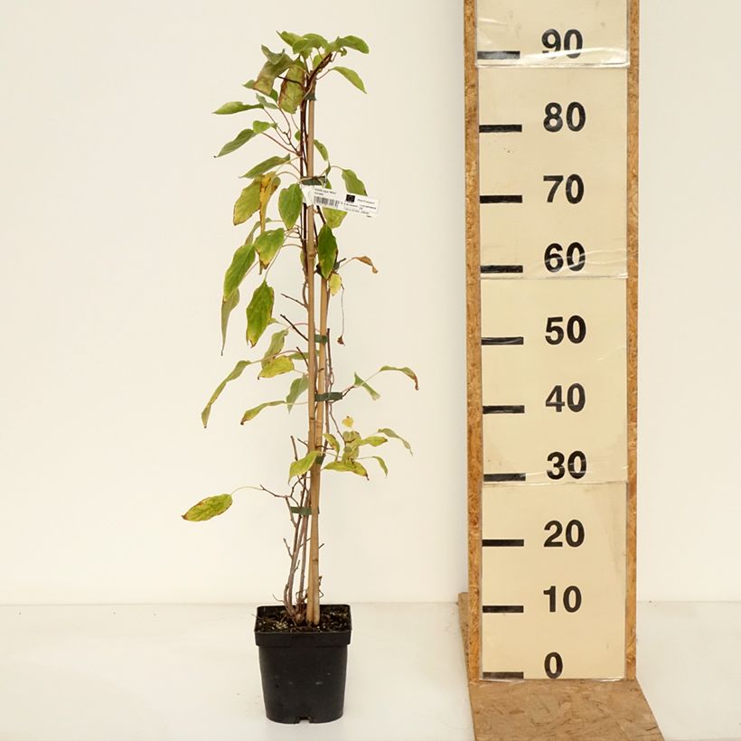 Hardy Kiwi Weima - Actinidia arguta 2L/3L pot sample as delivered in autumn