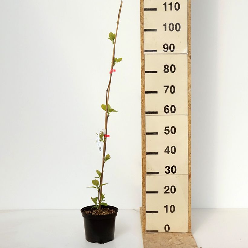 Yellow Kiwi Plant Kiwi Wonder (female) - Actinidia deliciosa 3L/4L pot sample as delivered in spring