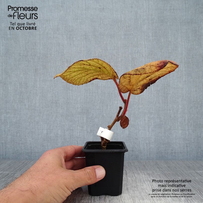 Kiwi Plant Kiwidoo (female) - Actinidia deliciosa 8/9 cm pot sample as delivered in autumn