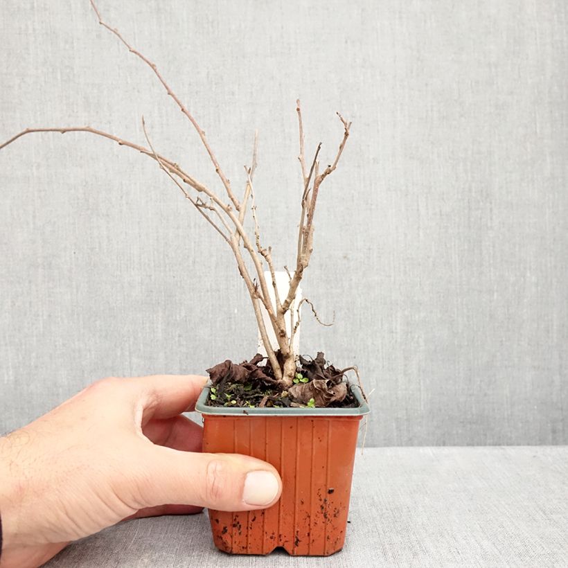 Hardy Kiwi Ananasnaya (female) - Actinidia arguta 8/9 cm pot sample as delivered in autumn