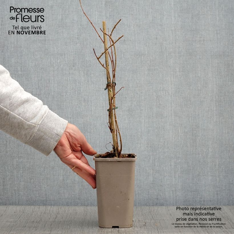Actinidia arguta Pink Jumbo 1.5L/2L pot sample as delivered in autumn