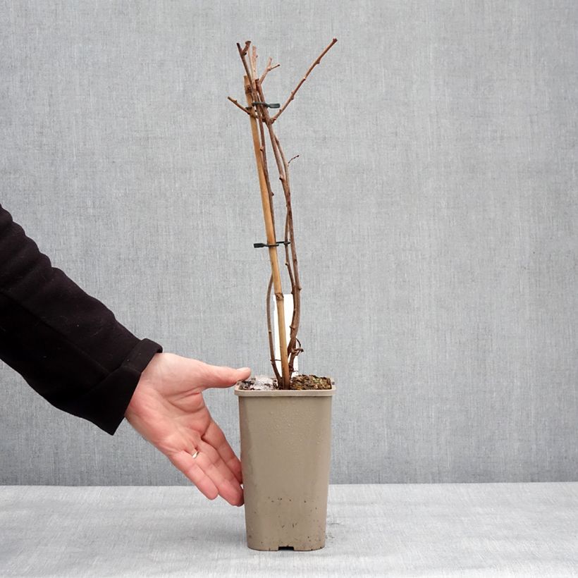 Actinidia arguta Pink Jumbo 1.5L/2L pot sample as delivered in winter