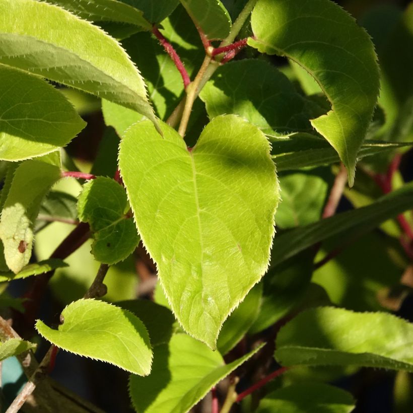 Hardy Kiwi Geneva (female) - Actinidia arguta (Foliage)