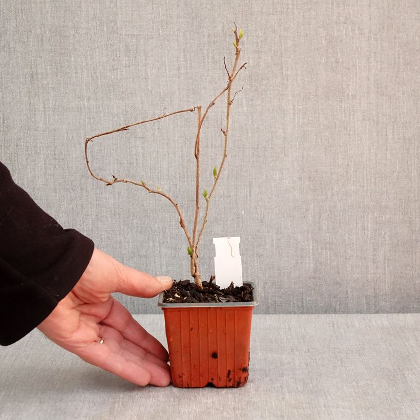 Hardy Kiwi Geneva (female) - Actinidia arguta 8/9 cm pot sample as delivered in spring