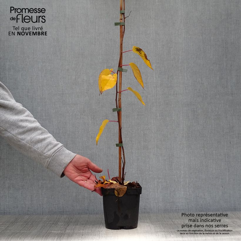 Hardy Kiwi Ken's Red (female) - Actinidia arguta 1.5L/2L pot sample as delivered in autumn