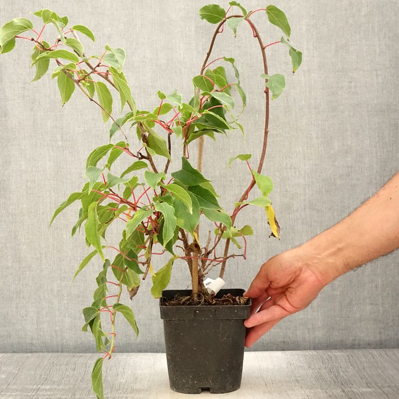 Hardy Kiwi Ken's Red (female) - Actinidia arguta 1.5L/2L pot sample as delivered in summer
