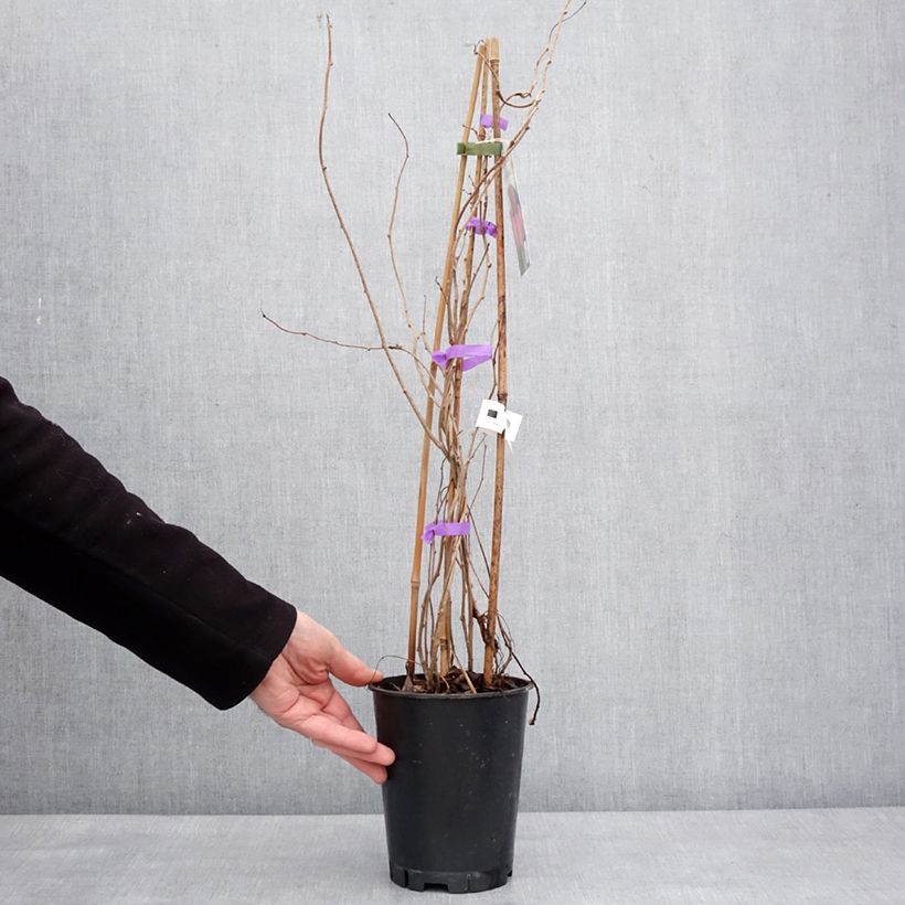 Kiwi Mariered - Actinidia arguta 2L/3L pot sample as delivered in winter