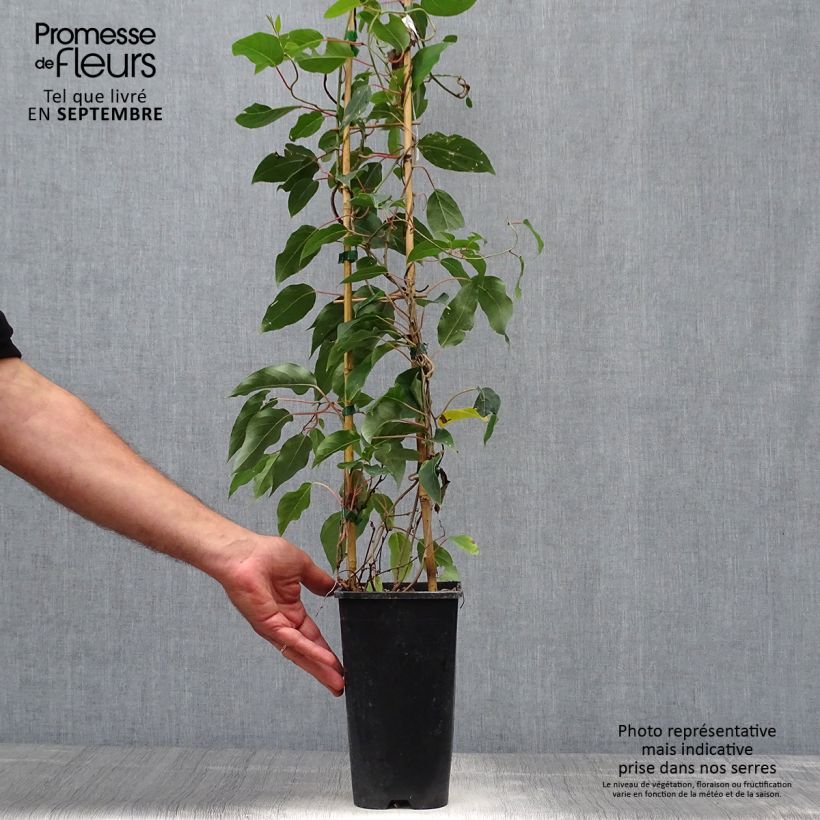 Hardy Kiwi Purpurea (female) - Actinidia arguta 2L/3L pot sample as delivered in autumn