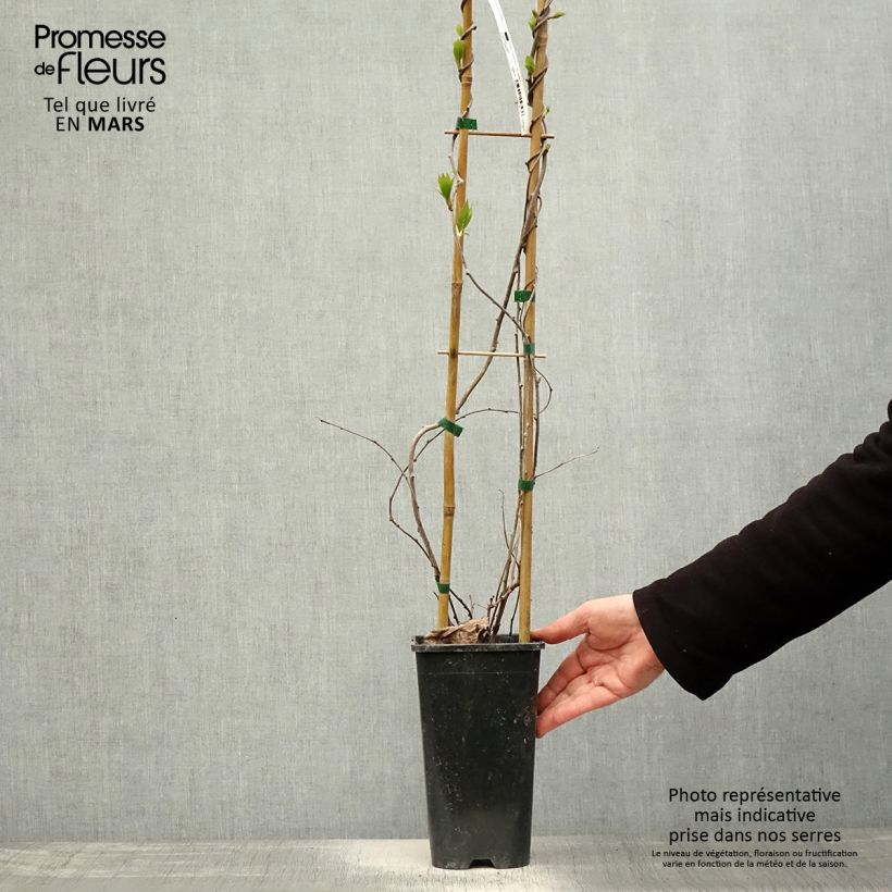 Hardy Kiwi Purpurea (female) - Actinidia arguta 2L/3L pot sample as delivered in spring