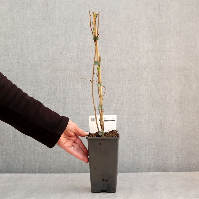 Kiwi Super Issaï - Actinidia arguta (self fertile) 1.5L/2L pot sample as delivered in spring