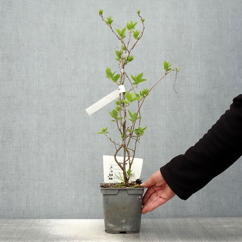 Hardy Super Jumbo (female) - Actinidia arguta 1.5L/2L pot sample as delivered in spring