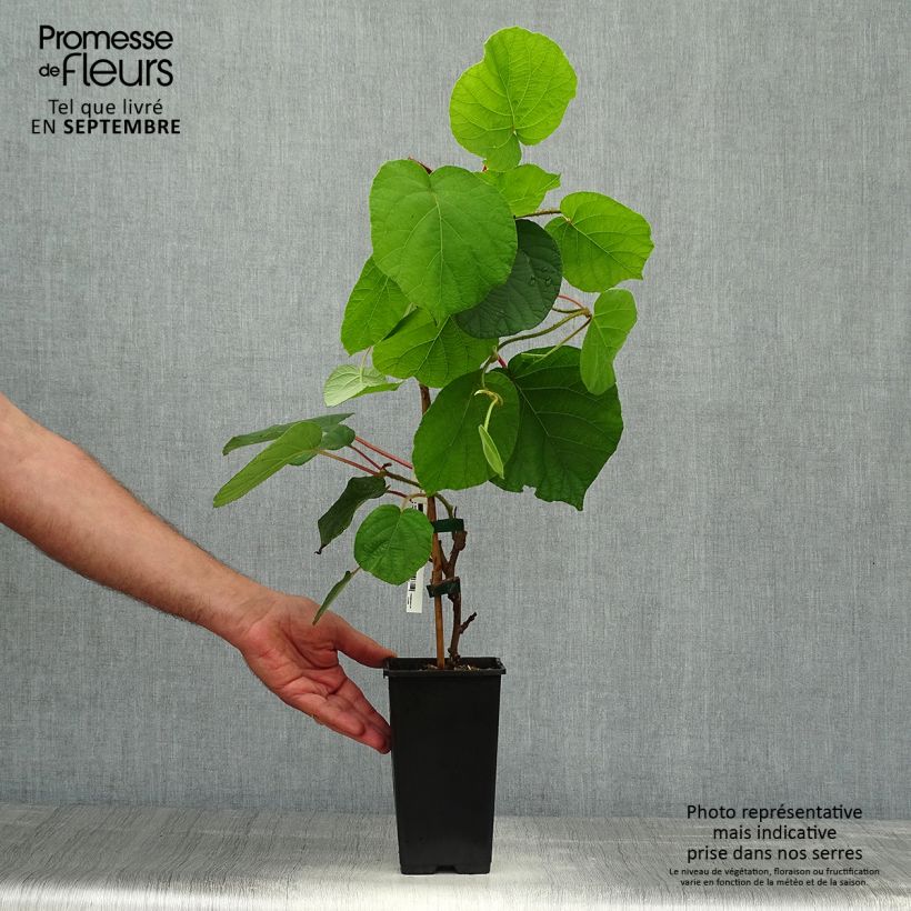 Actinidia Herma 1.5L/2L pot sample as delivered in autumn