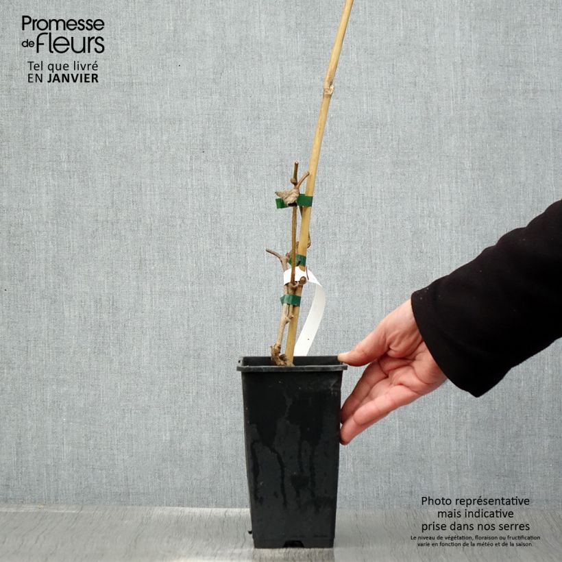 Actinidia Herma 1.5L/2L pot sample as delivered in winter