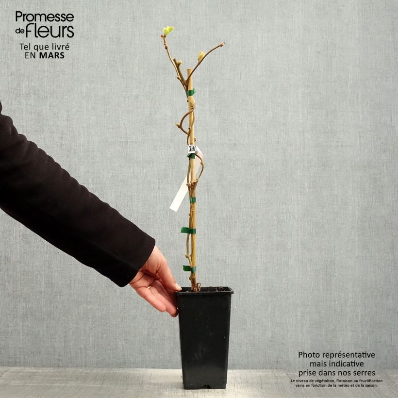 Actinidia Herma 1.5L/2L pot sample as delivered in spring