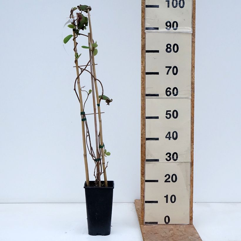 Actinidia Herma 3L/4L pot sample as delivered in autumn