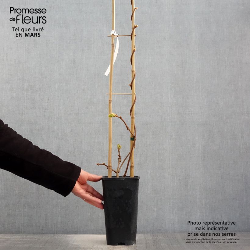 Actinidia Herma 3L/4L pot sample as delivered in spring