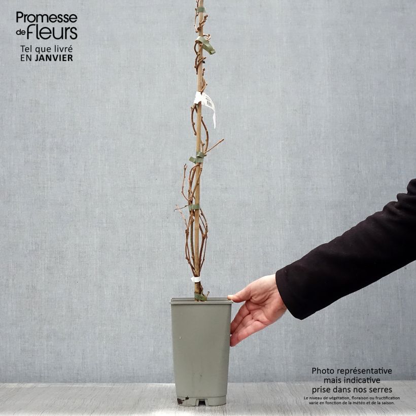 Kiwi Plant Golden Delight (male) - Actinidia chinensis 1.5L/2L pot sample as delivered in winter