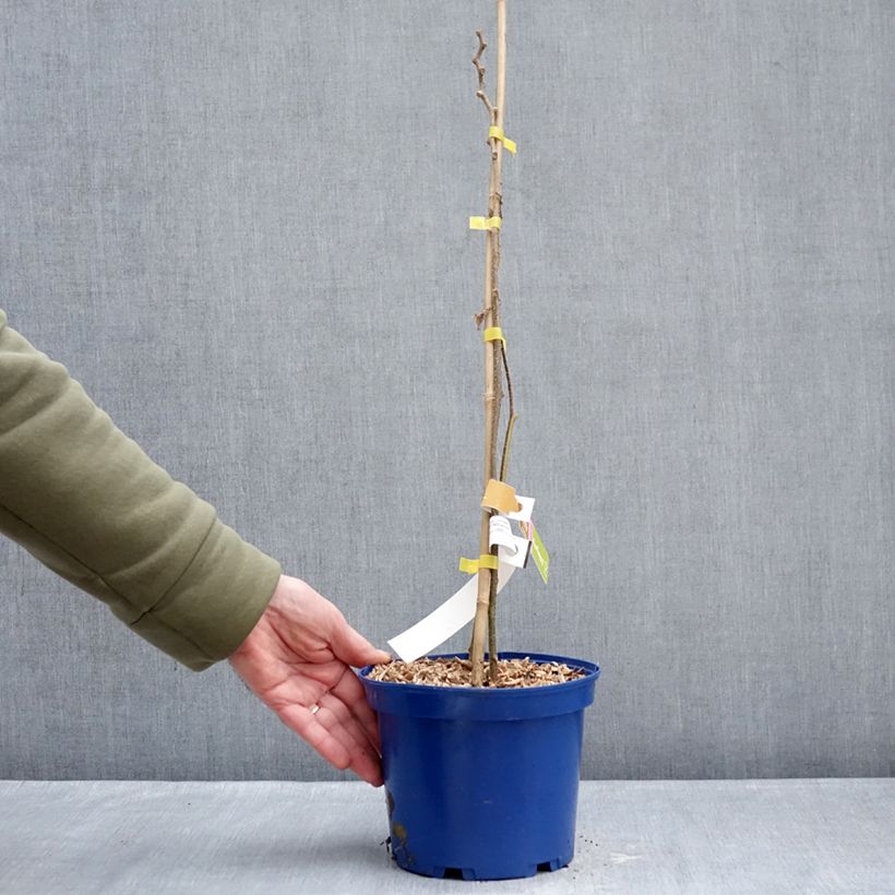 Kiwi Plant kiw'Happy (female)  - Actinidia deliciosa 2L/3L pot sample as delivered in winter