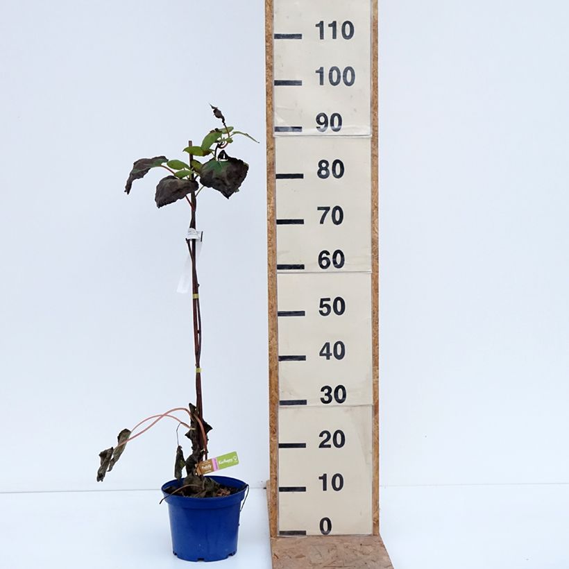 Kiwi Plant kiw'Happy (female)  - Actinidia deliciosa 2L/3L pot sample as delivered in autumn