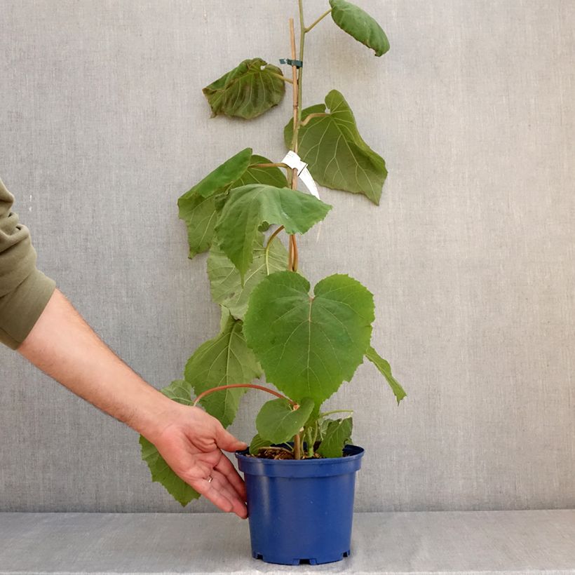 Kiwi Plant kiw'Happy (male)  - Actinidia deliciosa 2L/3L pot sample as delivered in summer