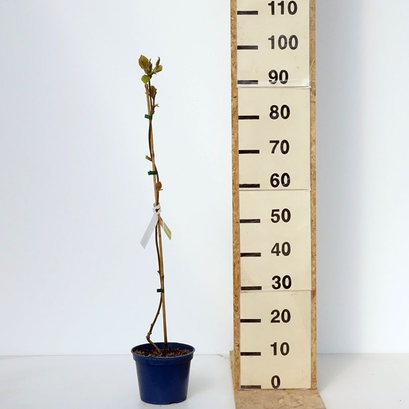 Kiwi Plant kiw'Happy (male)  - Actinidia deliciosa 2L/3L pot sample as delivered in spring