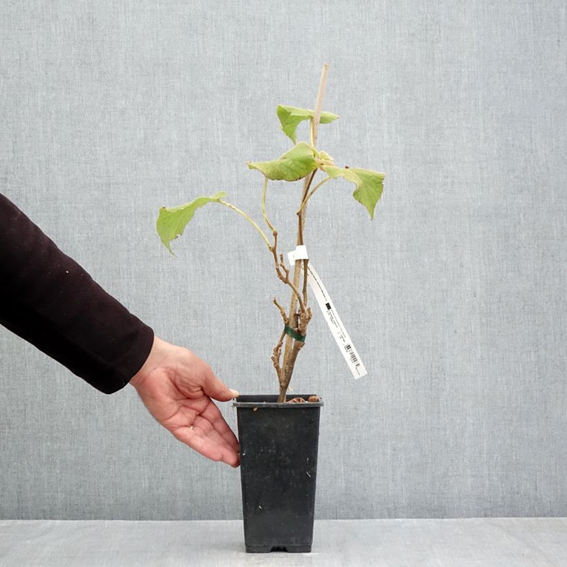 Yellow Kiwi Plant Minkigold (female) - Actinidia chinensis 1.5L/2L pot sample as delivered in autumn