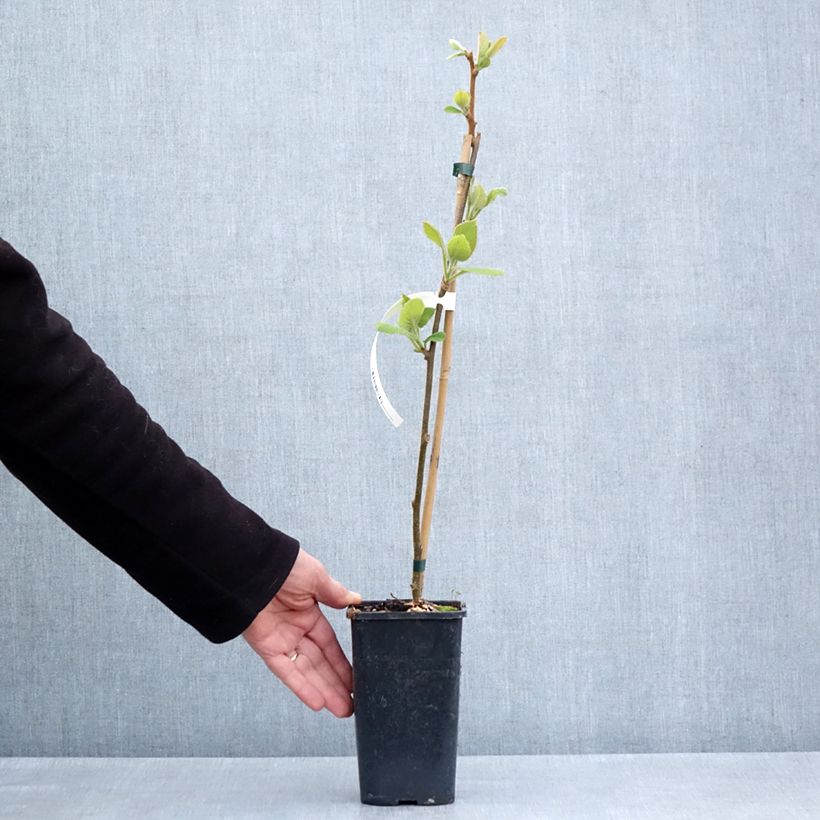 Yellow Kiwi Plant Minkigold (female) - Actinidia chinensis 1.5L/2L pot sample as delivered in spring