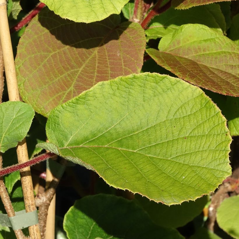 Kiwi plant Koryoku (Female) - Actinidia deliciosa (Foliage)