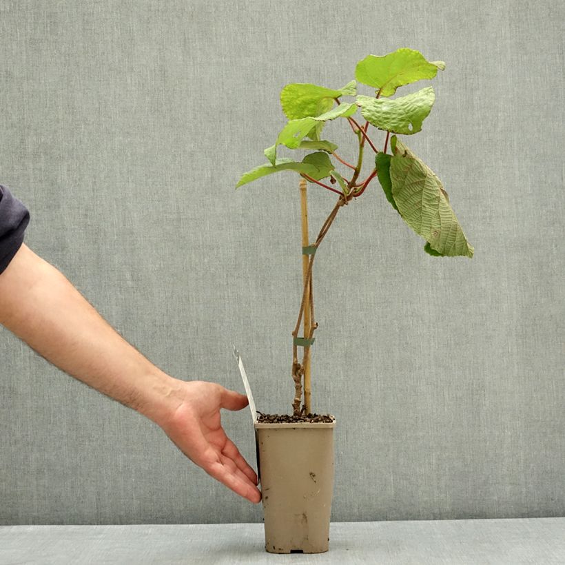Kiwi plant Koryoku (Female) - Actinidia deliciosa 1.5L/2L pot sample as delivered in summer