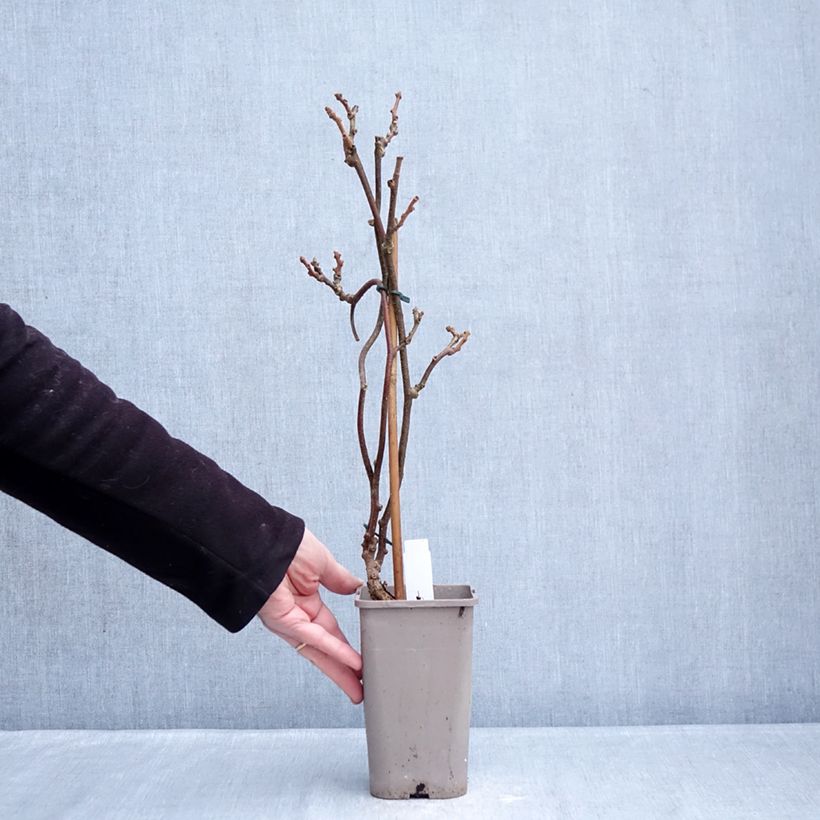 Kiwi Plant Petit Homme (male) - Actinidia deliciosa 2L/3L pot sample as delivered in winter