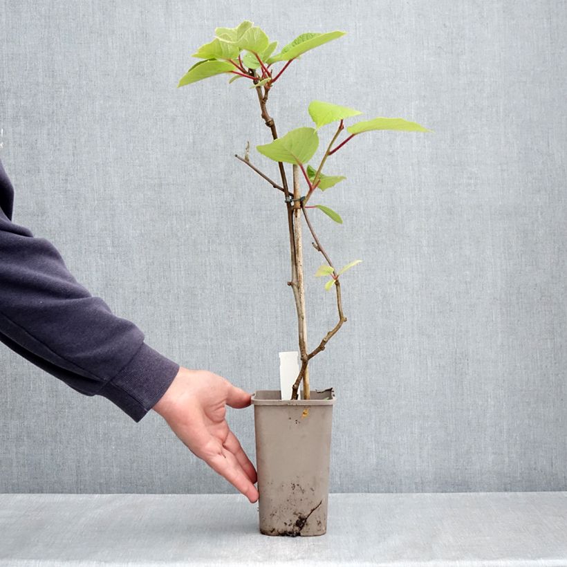 Kiwi Plant Petit Homme (male) - Actinidia deliciosa 2L/3L pot sample as delivered in spring