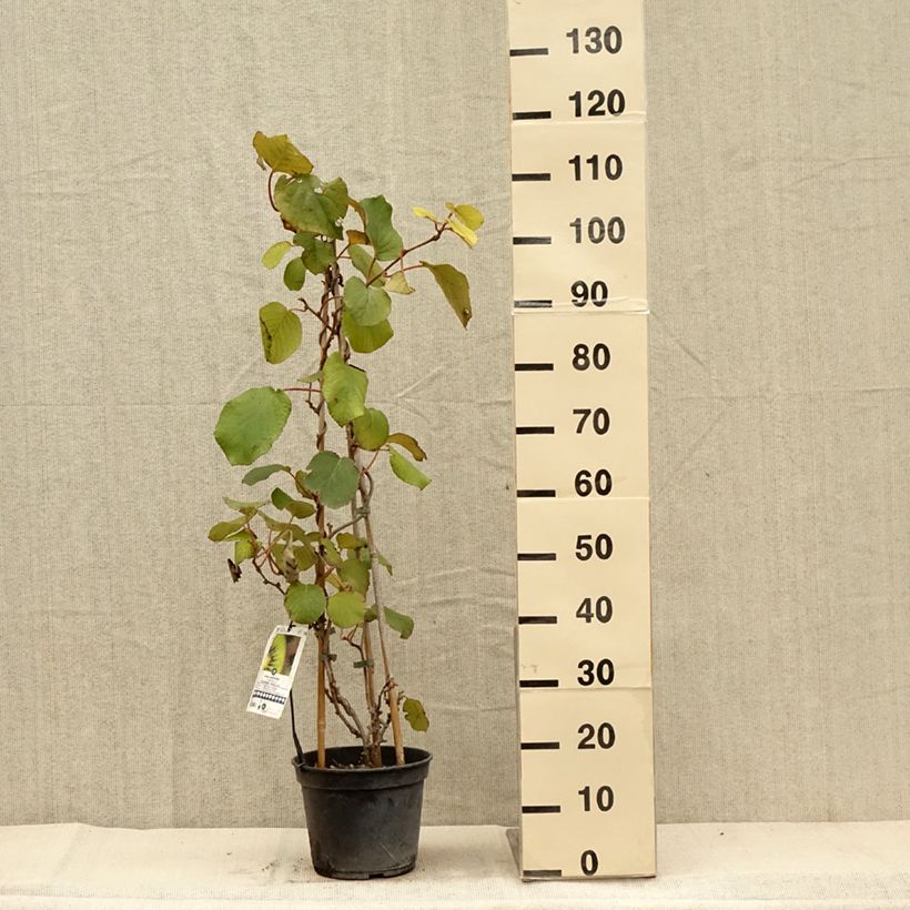 Kiwi Plant Solissimo (self-fertile) - Actinidia chinensis 4L/5L pot sample as delivered in autumn