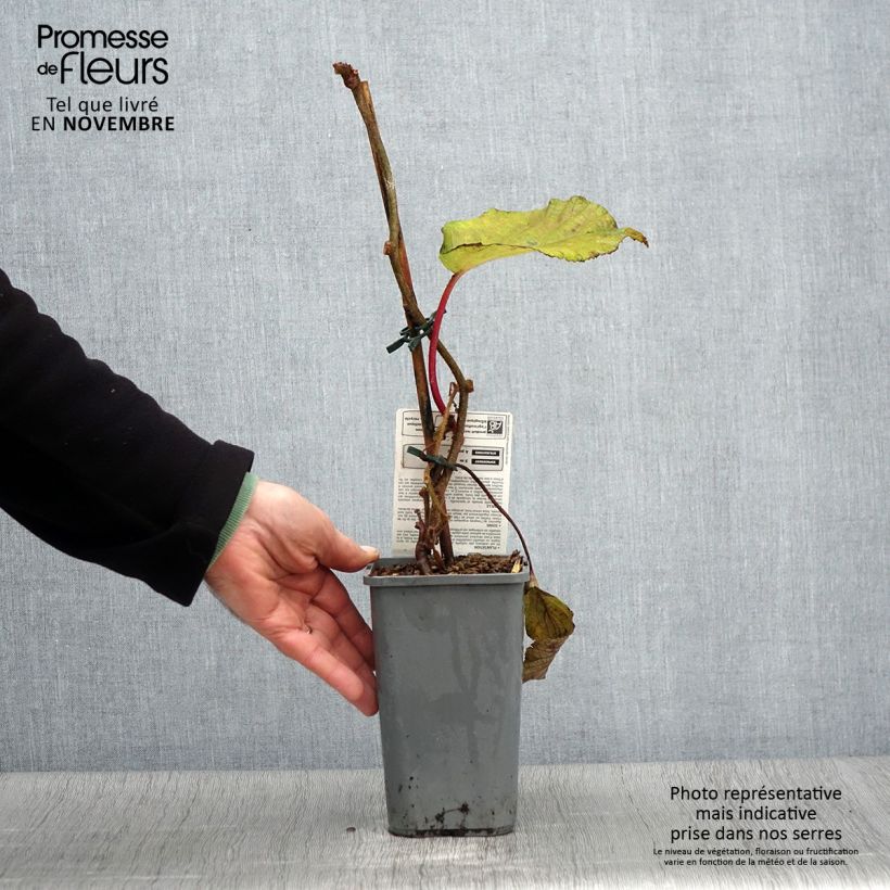 Organic Kiwi Plant Solissimo (self-fertile) - Actinidia chinensis 1.5L/2L pot sample as delivered in autumn