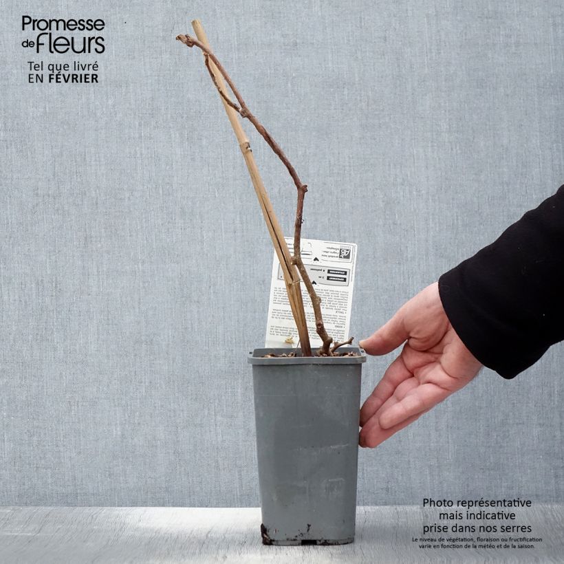 Organic Kiwi Plant Solissimo (self-fertile) - Actinidia chinensis 1.5L/2L pot sample as delivered in winter