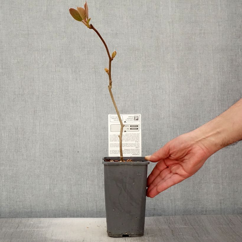 Organic Kiwi Plant Solissimo (self-fertile) - Actinidia chinensis 1.5L/2L pot sample as delivered in spring