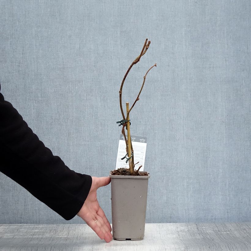 Kiwi Plant Tomuri (male) - Actinidia deliciosa 2L/3L pot sample as delivered in autumn