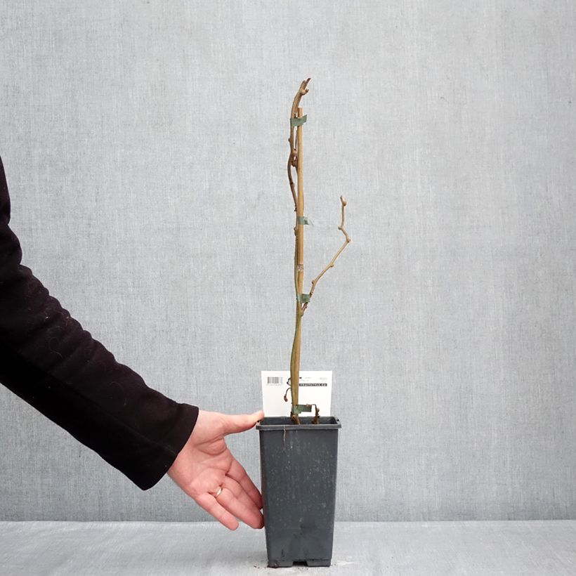 Kiwi Plant Tomuri (male) - Actinidia deliciosa 2L/3L pot sample as delivered in winter