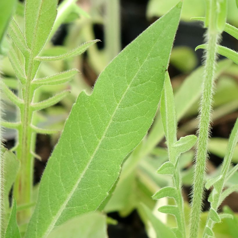 Knautia macedonica Melton Pastels - Macedonian scabious (Foliage)
