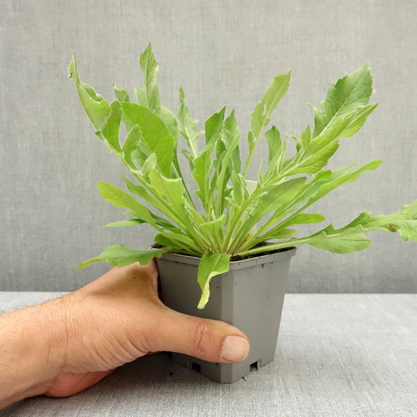 Knautia macedonica Melton Pastels - Macedonian scabious 8/9 cm pot sample as delivered in spring